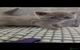 British Shorthair cats for sale: Britishshort hair kitten ready now - Image 11