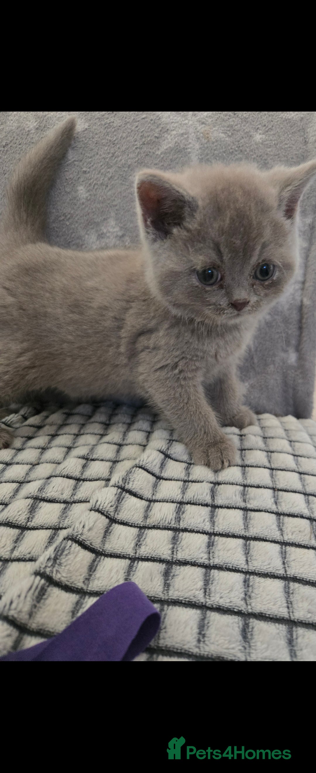 British Shorthair cats for sale: Britishshort hair kitten ready now - Image 11