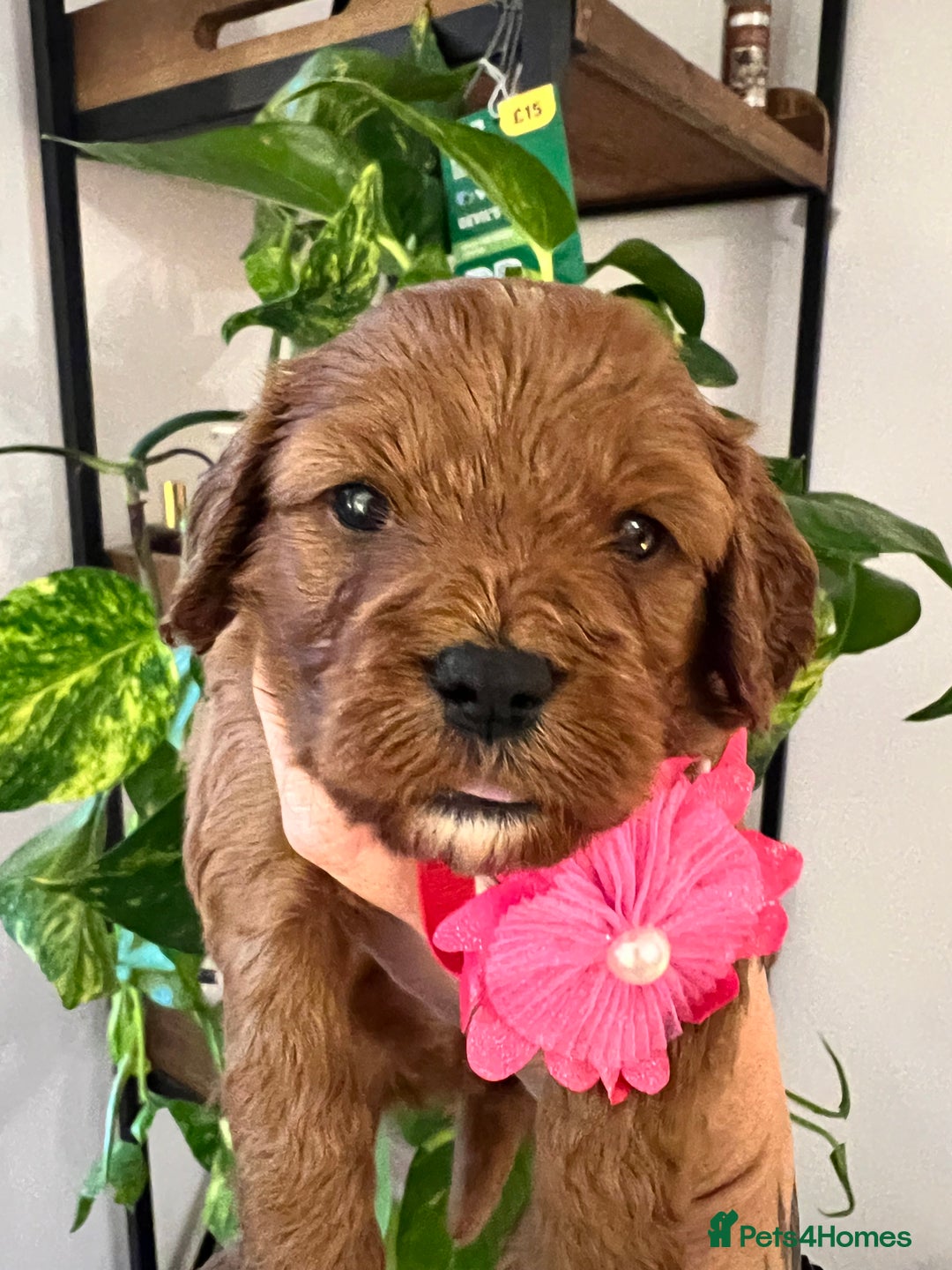 Cavapoo dogs for sale: Cavapoos born to EXTENSIVELY HEALTH TESTED PARENTS - Image 8