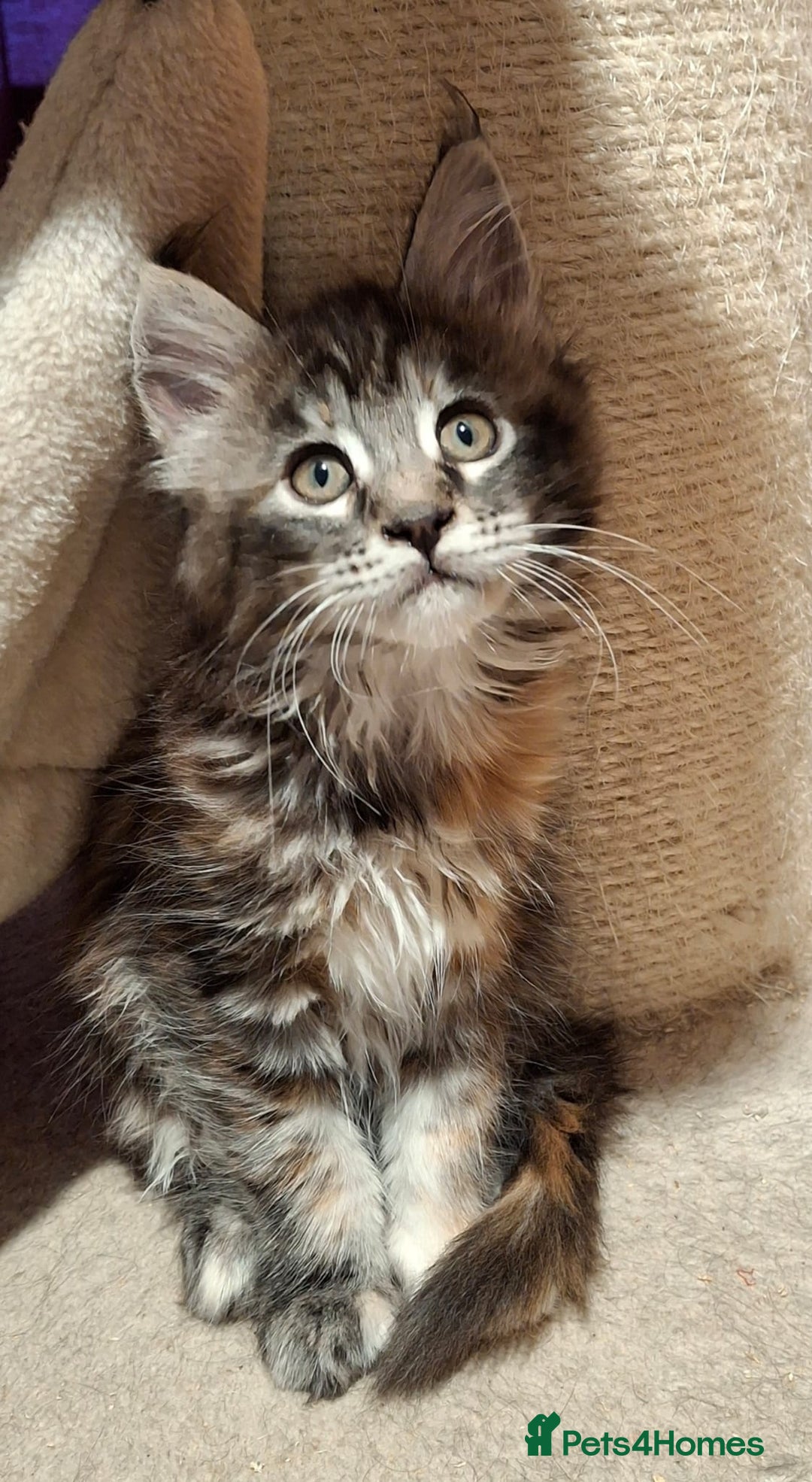 Maine Coon cats for sale: Beautiful torbie Maine Coon girls - Image 3