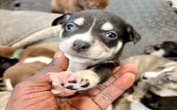 Mixed Breed dogs for sale: Blue nose staff x Siberian husky pups GOING FAST - Image 12