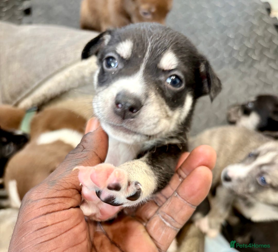 Mixed Breed dogs for sale: Blue nose staff x Siberian husky pups GOING FAST - Image 12