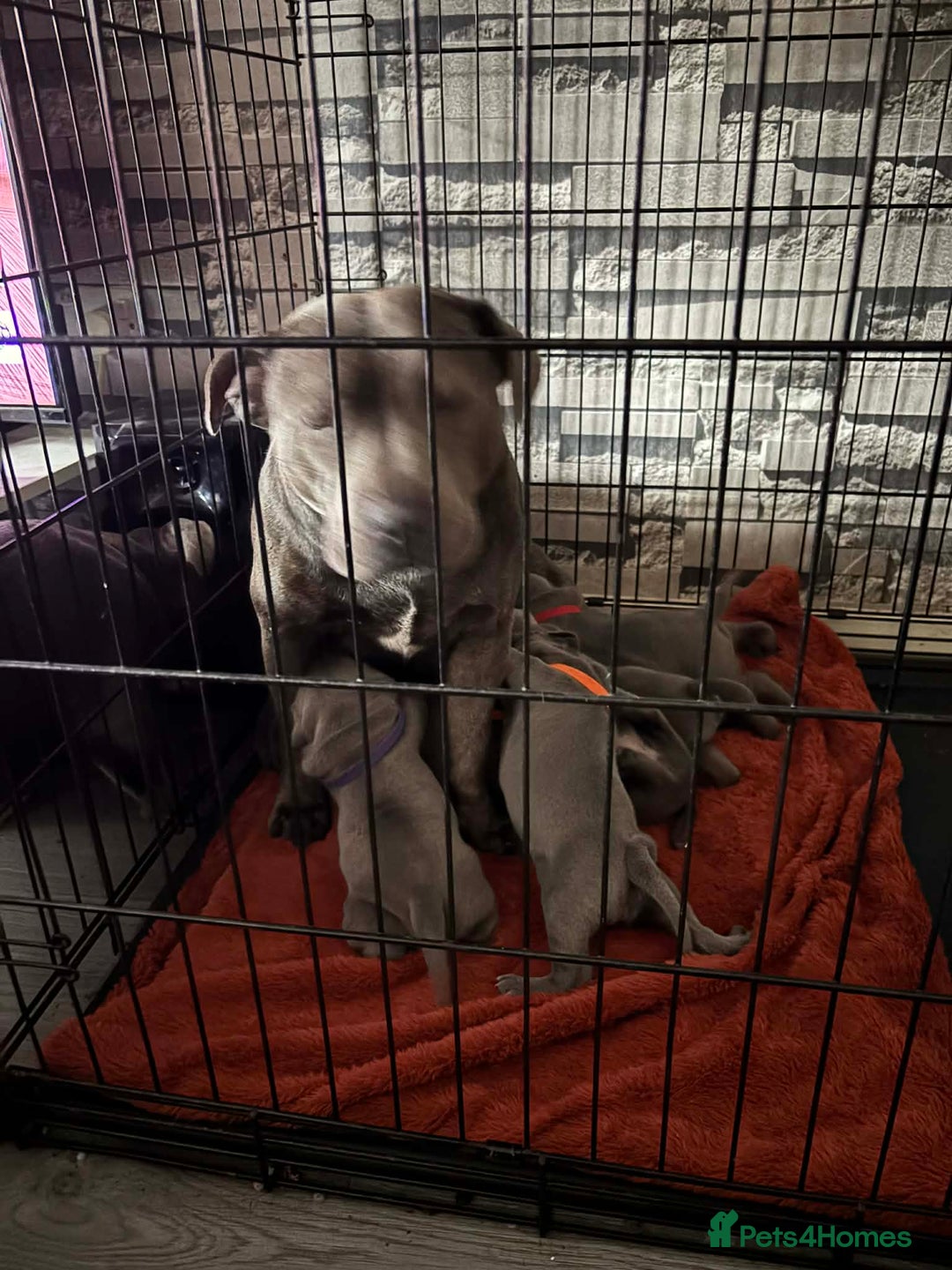 Staffordshire Bull Terrier dogs for sale: Two male four female - Advert 27