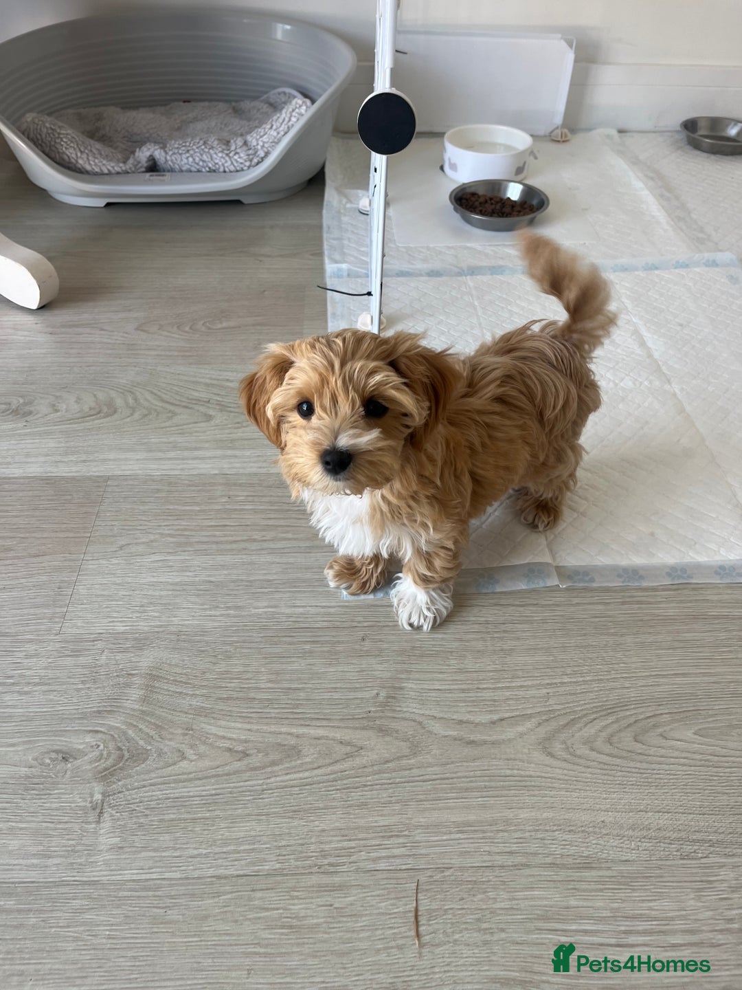 Maltipoo dogs for sale: Beautiful Maltipoo’s LAST LITTLE BOY LEFT - Image 7