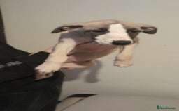Whippet dogs for sale: Whippet pups - Image 2