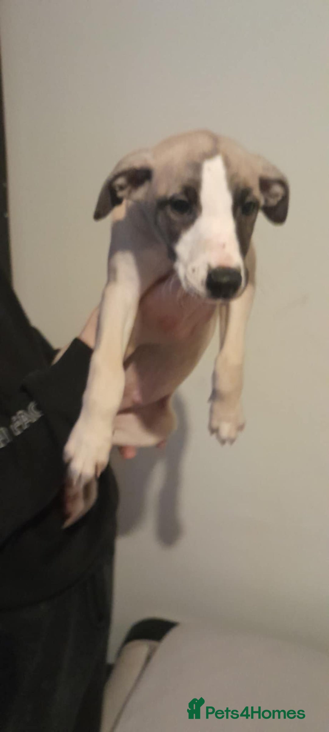 Whippet dogs for sale: Whippet pups - Image 2
