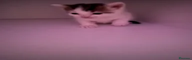 Ragdoll Kitten 2
