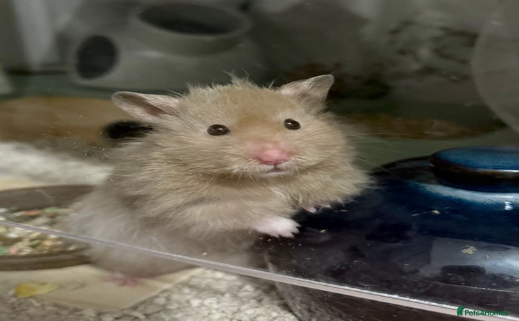 Hamster rodents for sale - Advert 1