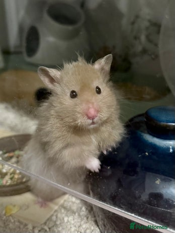 Hamster rodents - Advert 14