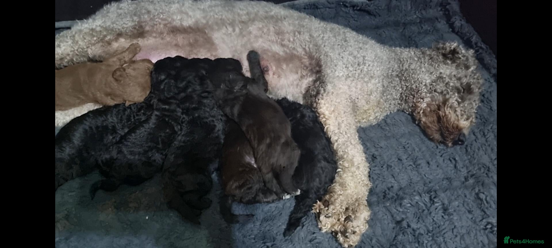 Bedlington Terrier dogs Bedlington terrier pups for sale  - Advert 2