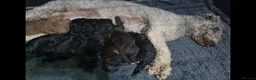 Bedlington Terrier dogs for sale: Bedlington terrier pups for sale  - Advert 1