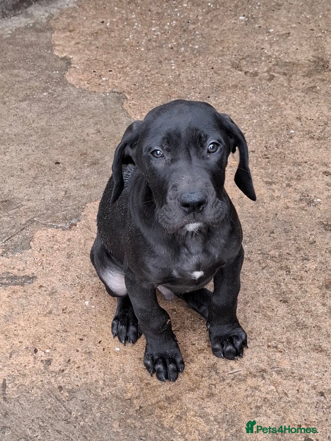 Great Dane dogs Great Dane puppies K.C Registered  - Advert 1