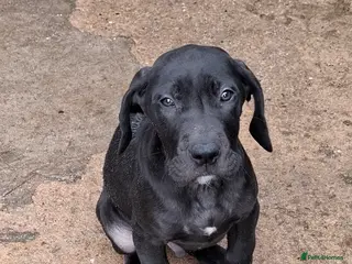 Great Dane dogs Great Dane puppies K.C Registered - Advert 1