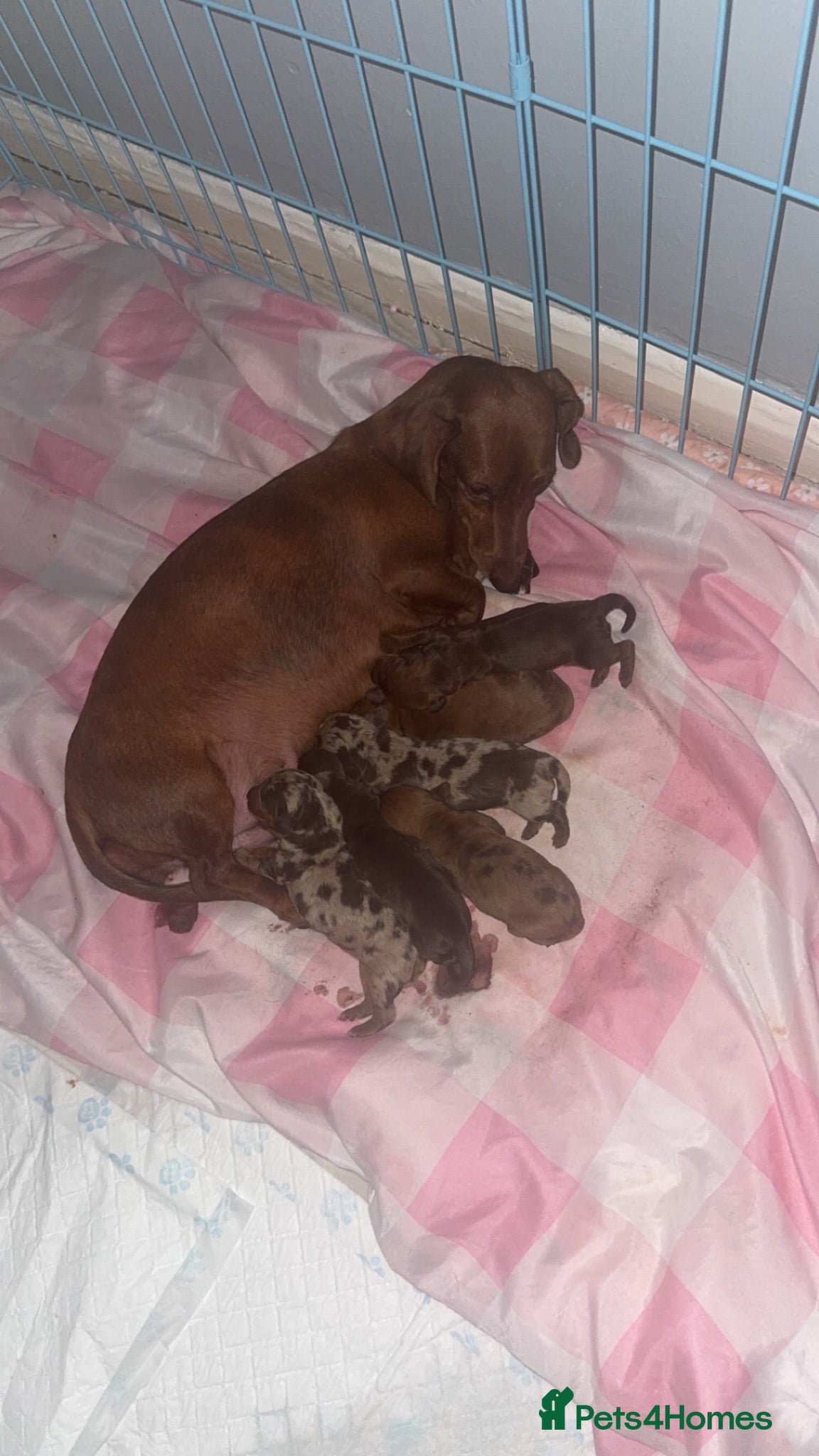 Dachshund dogs My beautiful Diora and her babies  - Advert 1