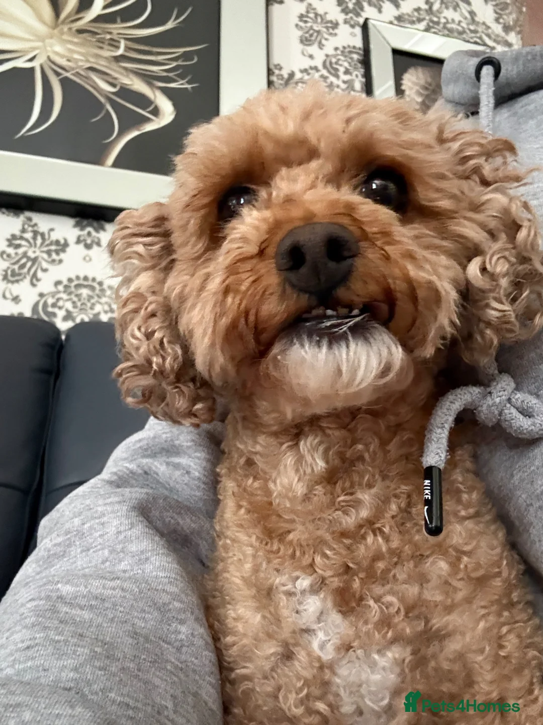 Poochon dogs for sale: Poochon puppies  - Advert 2