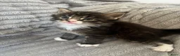 Maine Coon cats for sale: Beautiful Maine coon kittens - Advert 18