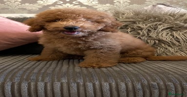Miniature Poodle dogs - Advert 8