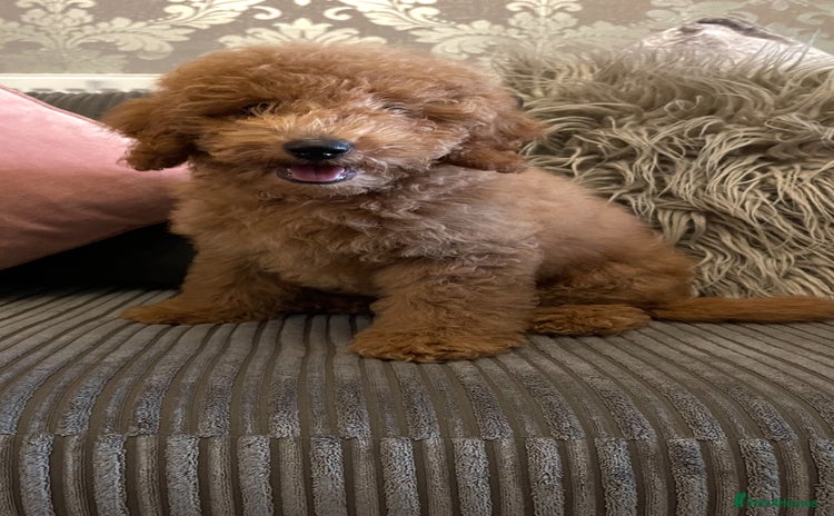 Miniature Poodle dogs - Advert 4