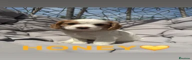Cockalier 3