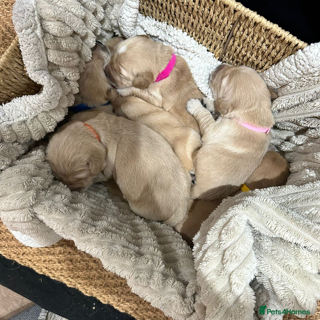 Golden Retriever dogs for sale: KC/FCI Well-Bred, Health CERTIFICATED,DAD CHAMPION - Image 7