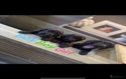 Cockapoo dogs for sale: Cockapoo puppies  - Image 1