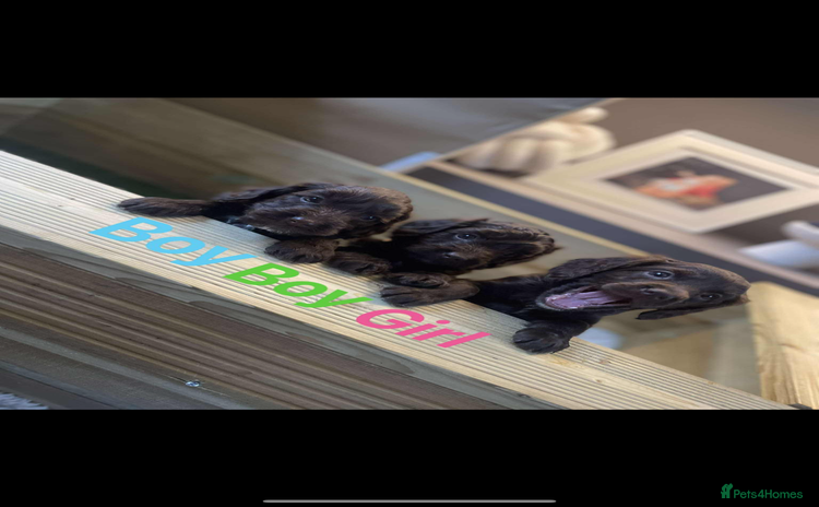 Cockapoo dogs - Advert 11