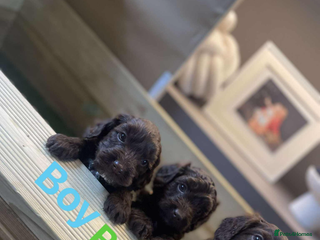 Cockapoo dogs - Advert 17