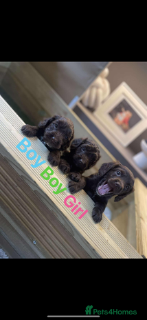 Cockapoo dogs - Advert 2