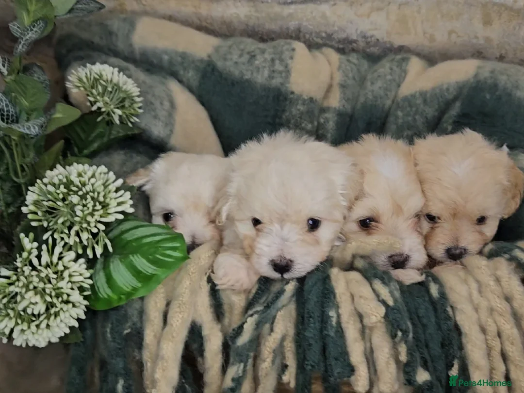 Maltipoo dogs for sale: Exceptional TINY toy🧸 Japanese X Asian Maltipoos - Advert 10