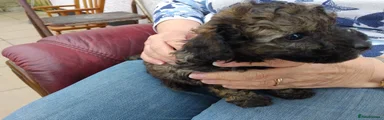 Poochon Puppy 1