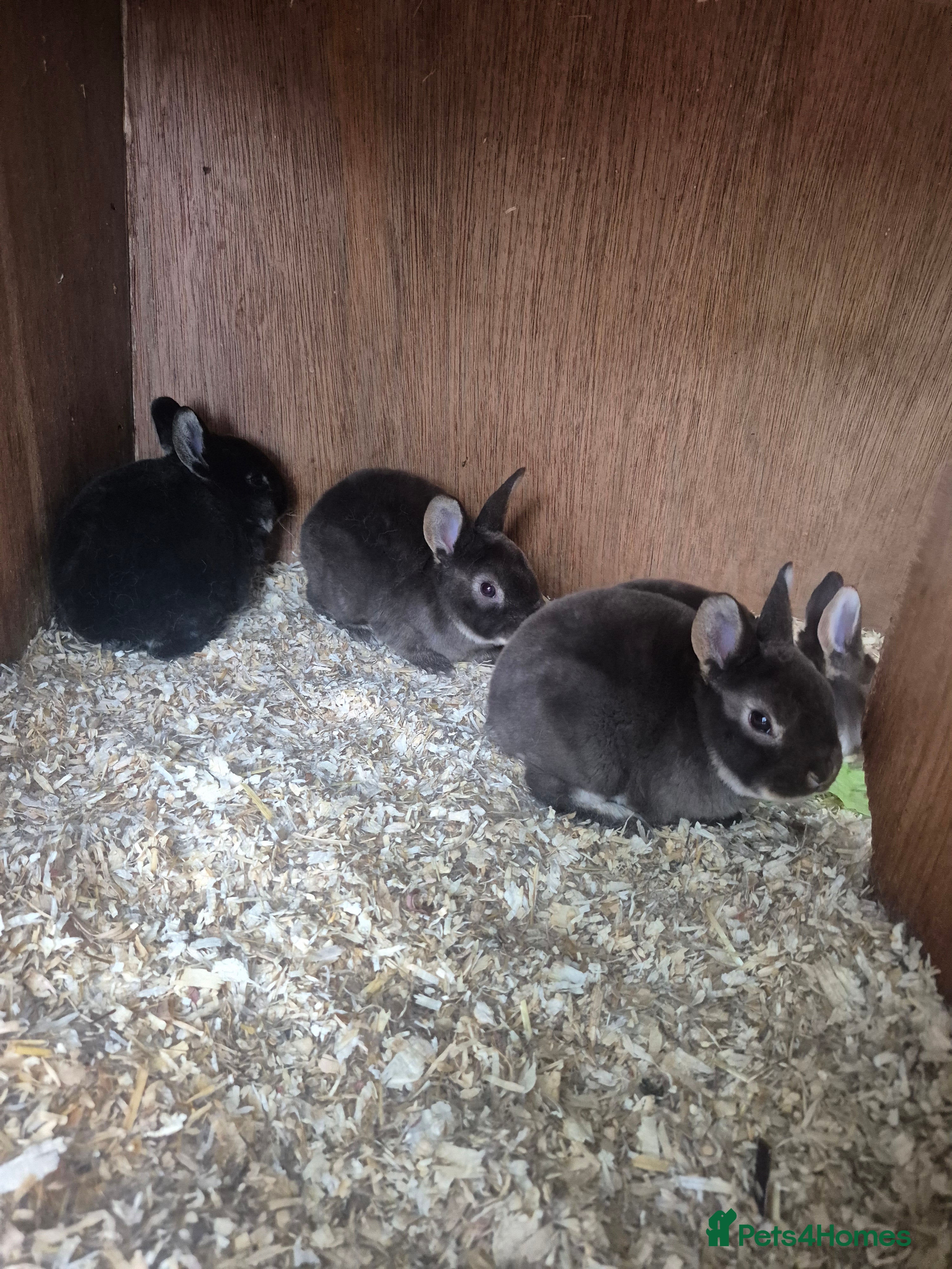 Rex rabbits for sale: Standard rex rabbits  - Advert 4