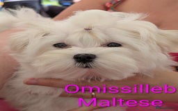 Maltese dogs for sale: Gorgeous KC pedigree Maltese puppy reduced price - Image 5