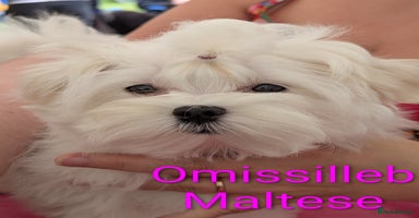 Maltese dogs - Advert 9