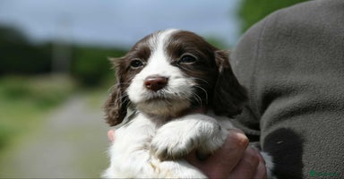 Cocker Spaniel dogs - Advert 3