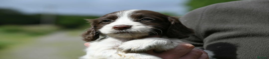Cocker Spaniel Puppy 4