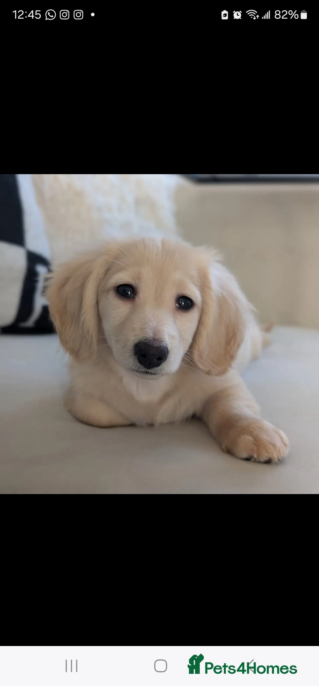 Miniature Dachshund dogs for stud: Cream Long-haired miniature Dachshund kc reg in Blackburn - Advert 9