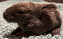 Rex rabbits for sale: Two beautiful rabbit litters - Image 7