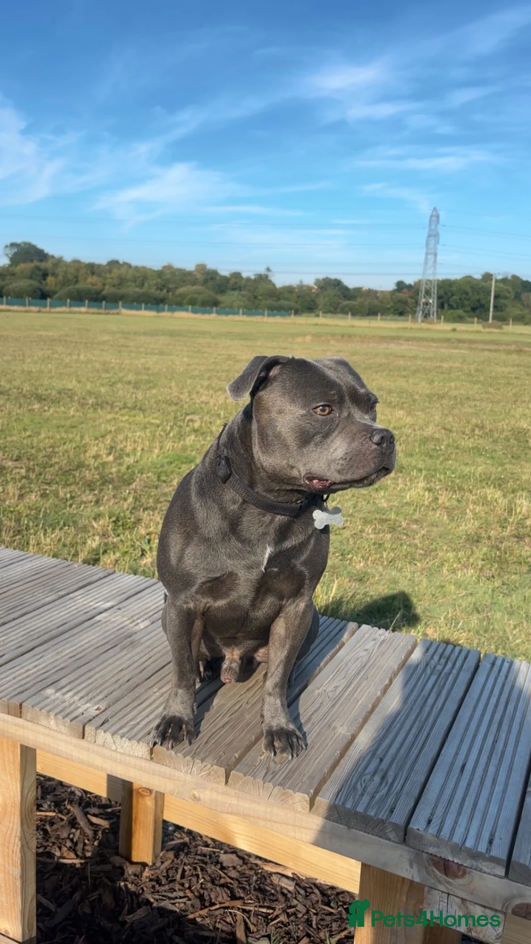 Staffordshire Bull Terrier dogs for stud: PROVEN STUD WITH VALGLO BLOOD LINES🩶 - Advert 2