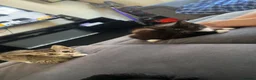 British Longhair cats for sale: 2 beautiful kittens for sale  - Advert 7
