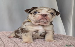 English Bulldog dogs for sale: English Bulldog Puppies  - Advert 25