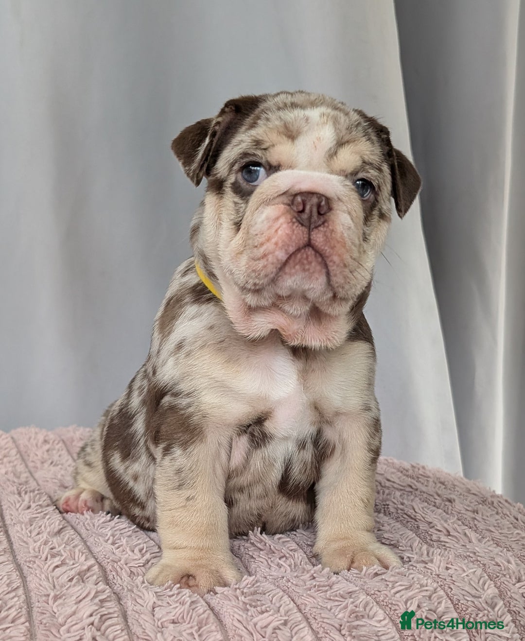 English Bulldog dogs for sale: English Bulldog Puppies  - Advert 25