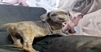 Mixed Breed dogs - Advert 1