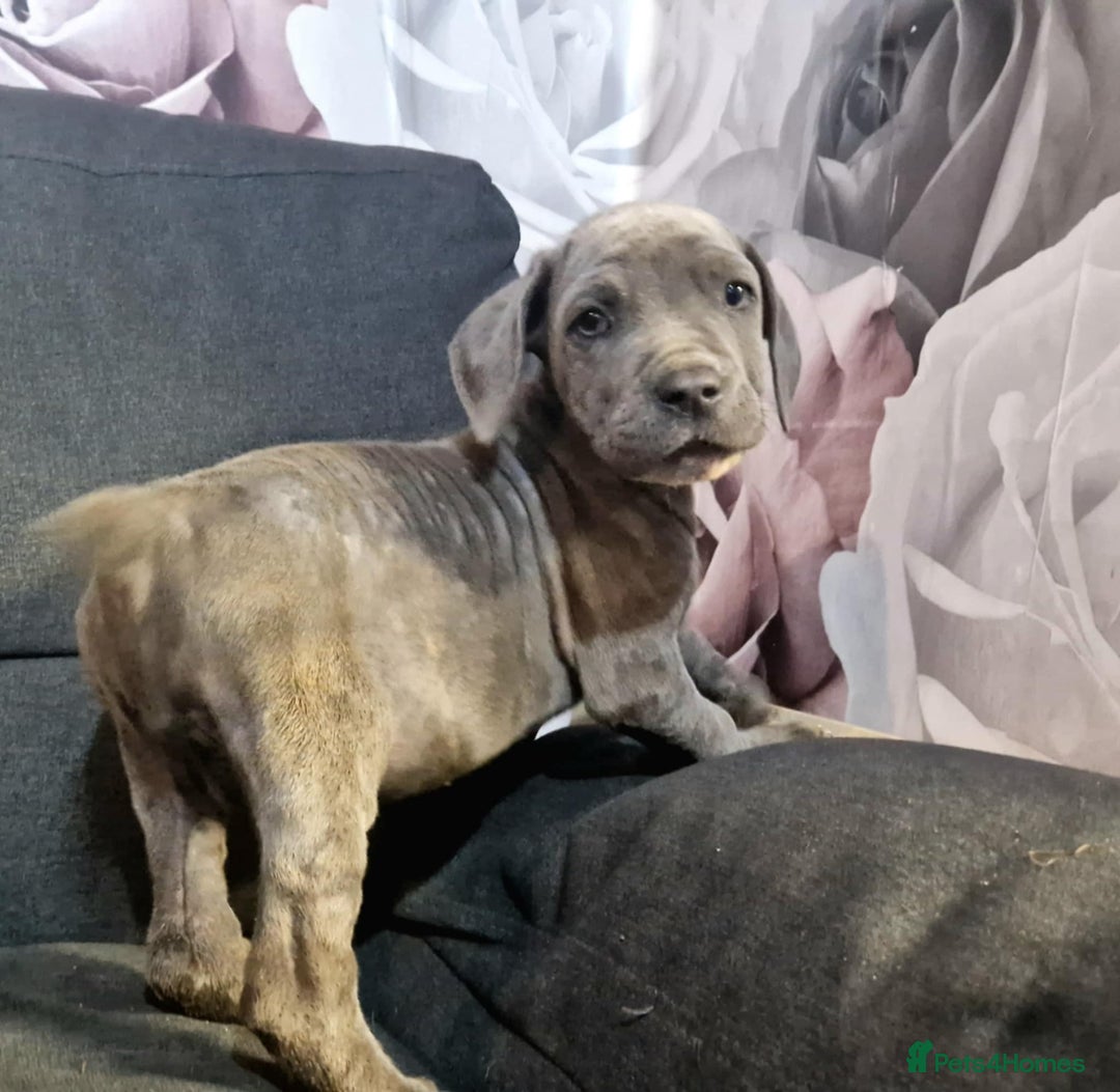 Mixed Breed dogs for sale: READY TO LEAVE NOW chunky mastiff puppies - Image 3