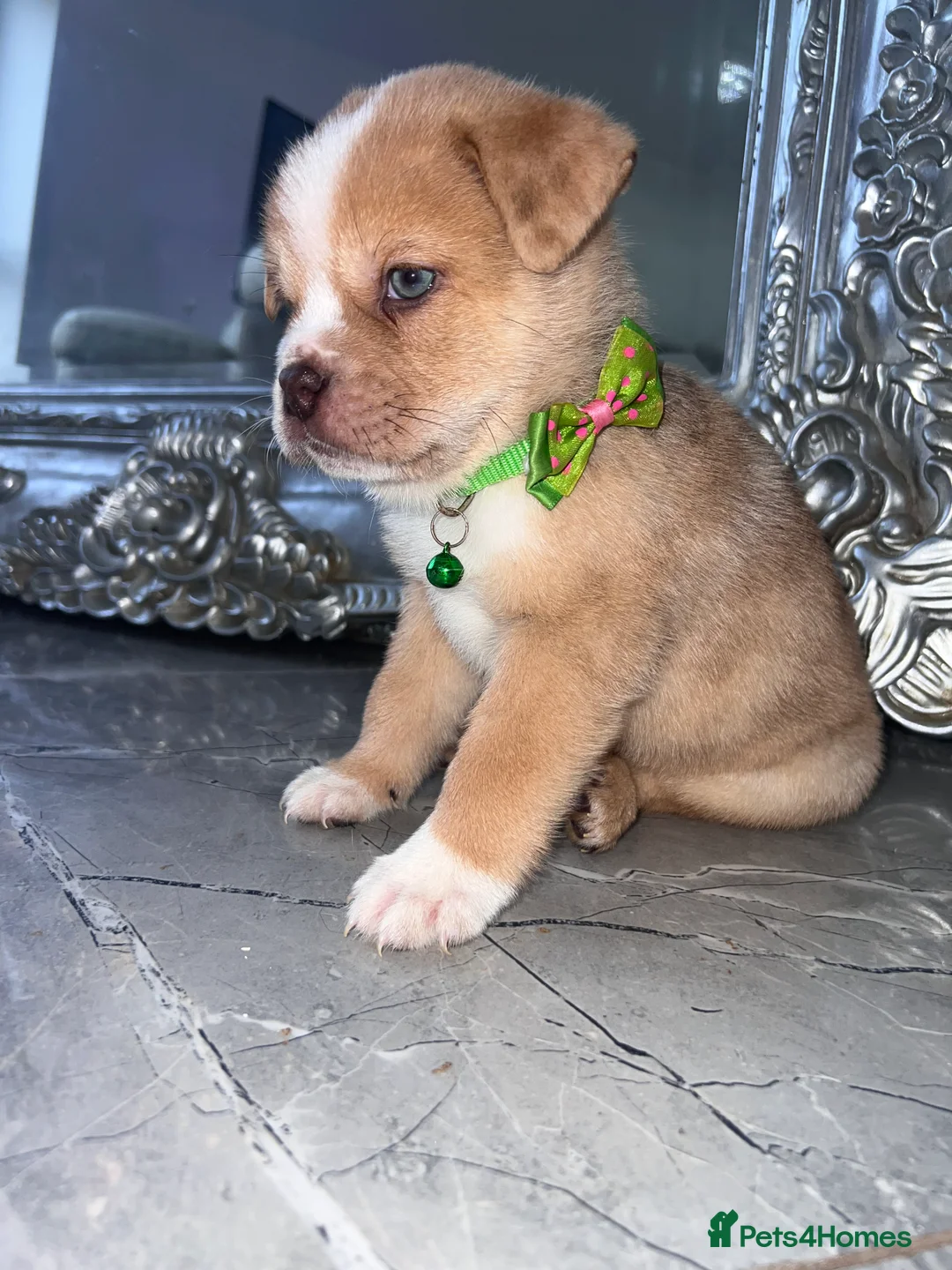 Mixed Breed dogs for sale: Chow Chow × Puppies  - Advert 10