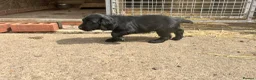 Cocker Spaniel dogs for sale: Working cocker spaniel  - Advert 17