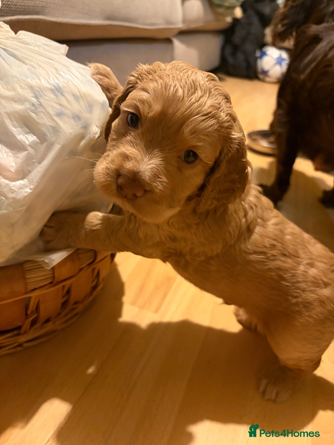 Cocker Spaniel dogs for sale: Beautiful working cocker spaniel KC registered  - Advert 6