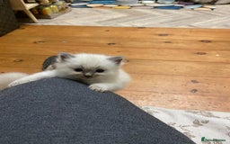 Ragdoll cats for sale: Beautiful Blue Point Ragdoll kittens - Image 23