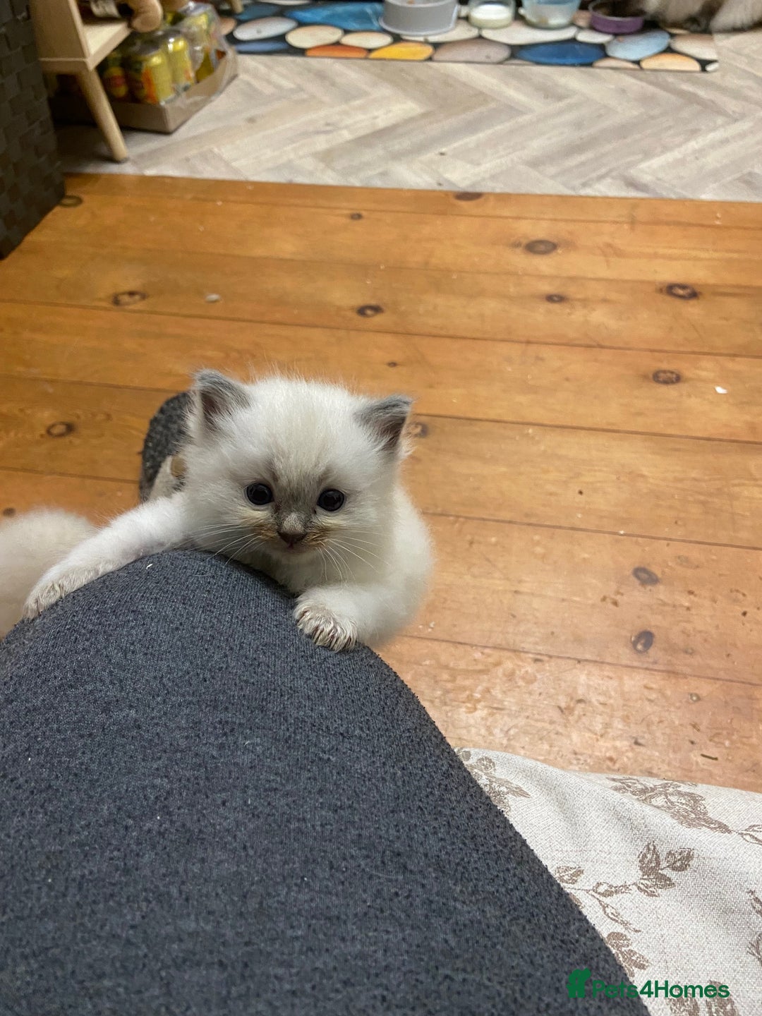 Ragdoll cats for sale: Beautiful Blue Point Ragdoll kittens - Image 23