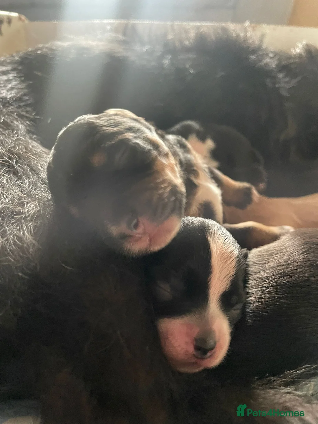 Maltipoo dogs for sale: 6 Beautiful Female Maltipoo Puppies - Advert 2