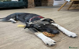 Mixed Breed dogs for adoption: Tonia  - Image 4